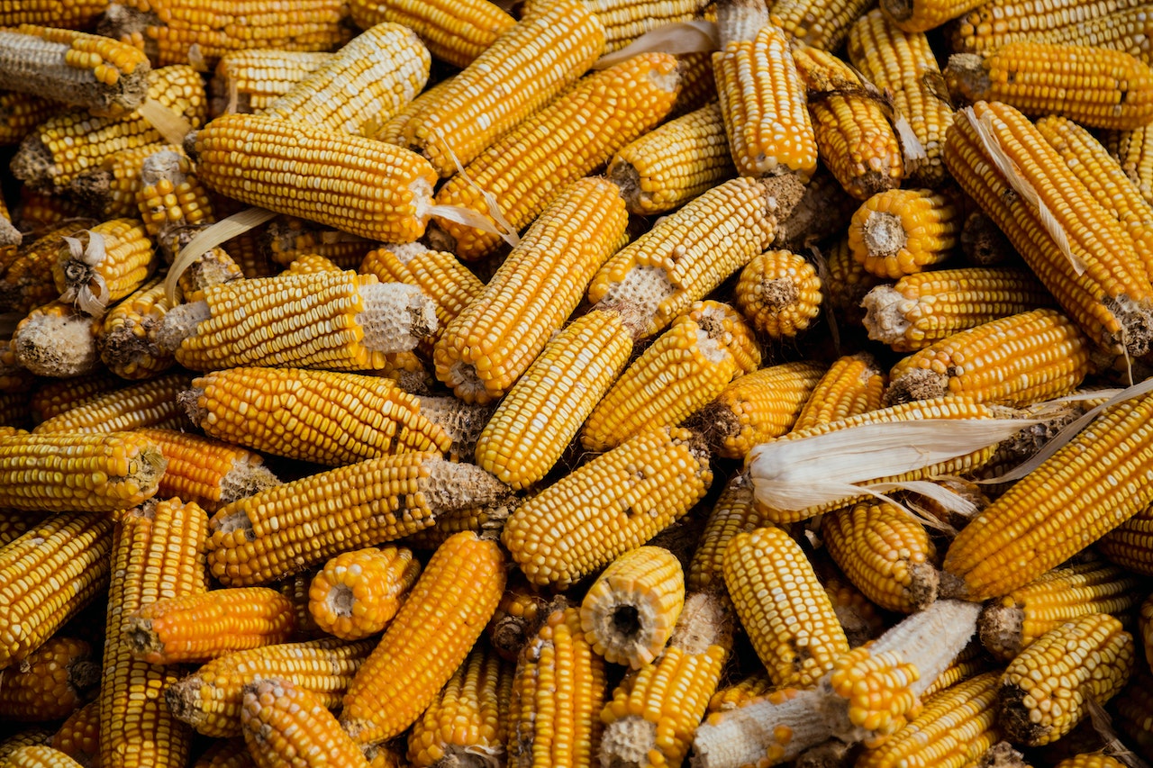 suszenie kukurydzy